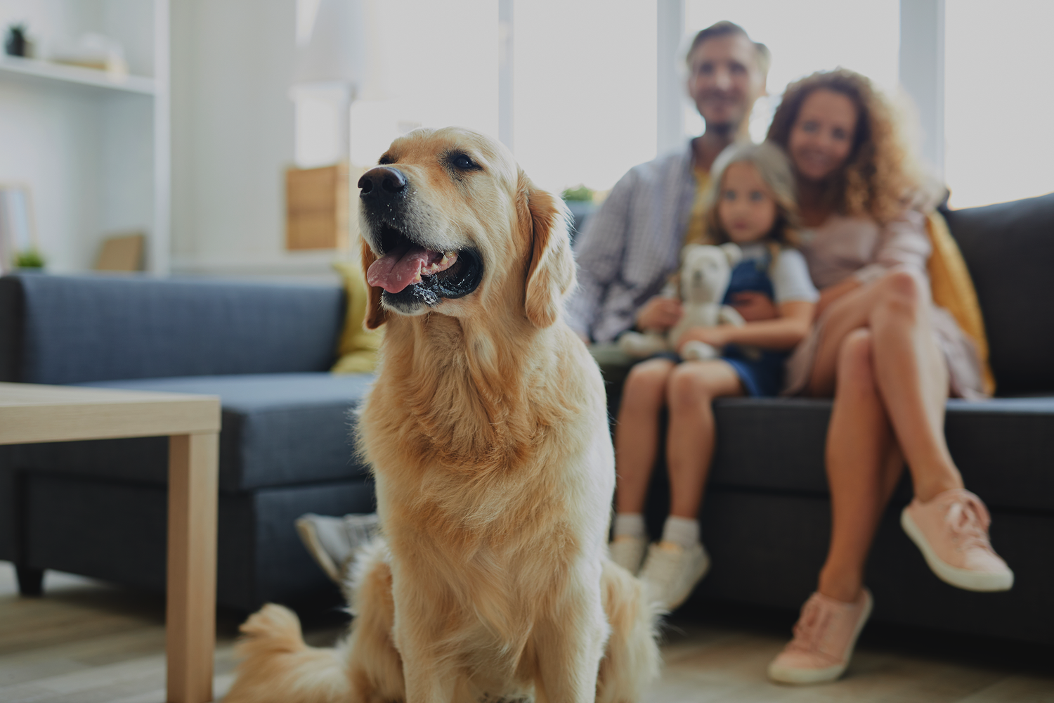 A golden retriever sitting in a hall with a family of three at the back.