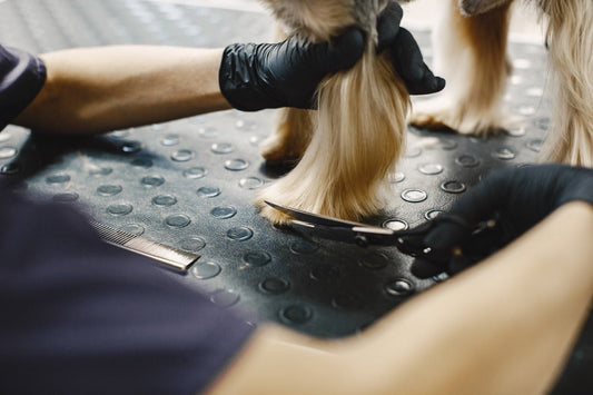 Getting Your Puppy Used to Grooming - Fullr