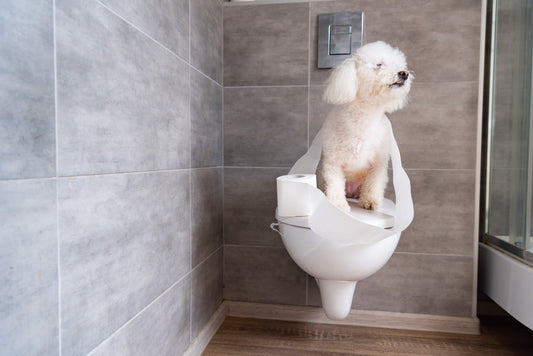 Guide to Potty Training a Puppy - Fullr Dog Treats