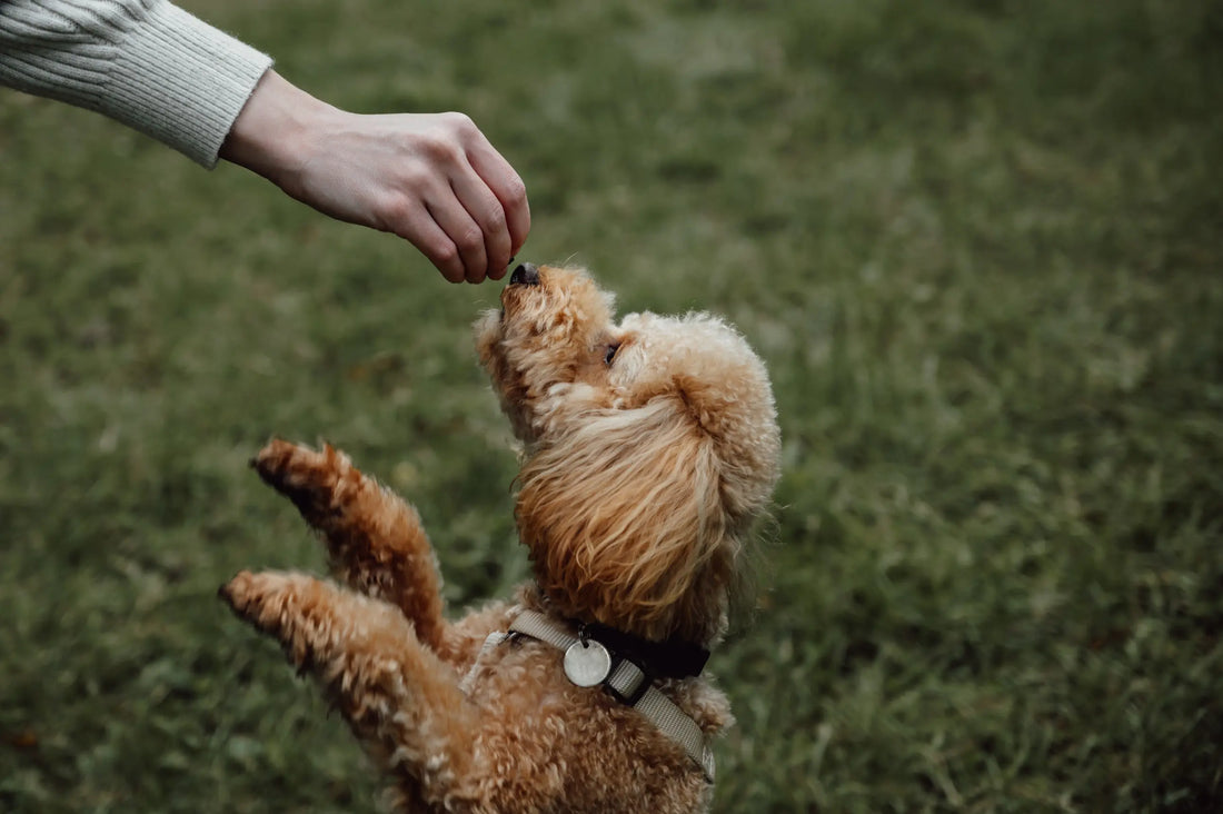 Keeping Your Dog Happy with Healthy Dog Treats for the Monsoon