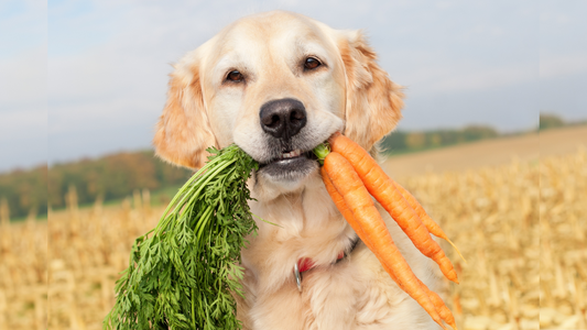 Common Pet Treat Ingredients: What They Do and Why They're Included