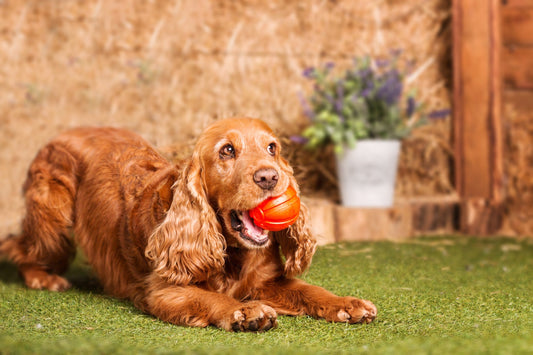 Why is training important for Cocker Spaniels - Fullr
