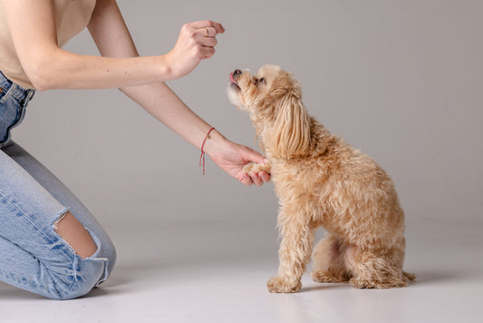 Top Tips for Pet Parents: Feeding Fullr Dog Treats to Your Furry Friend