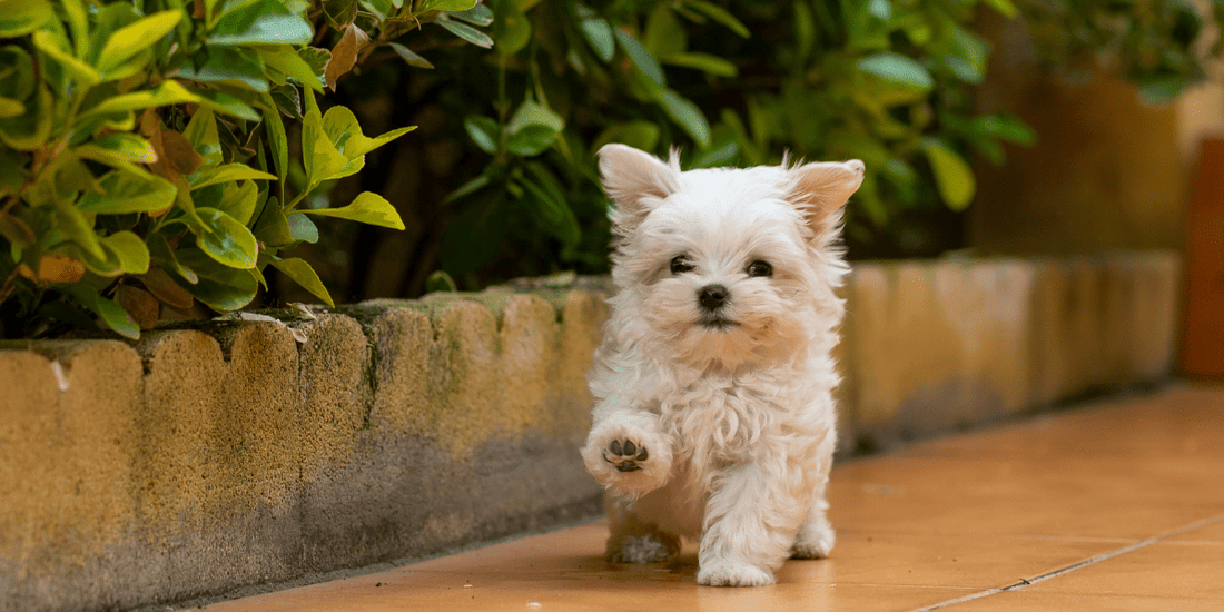 Decoding the 10% rule for Paw-fect Treat time - Fullr