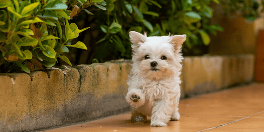 Decoding the 10% rule for Paw-fect Treat time - Fullr