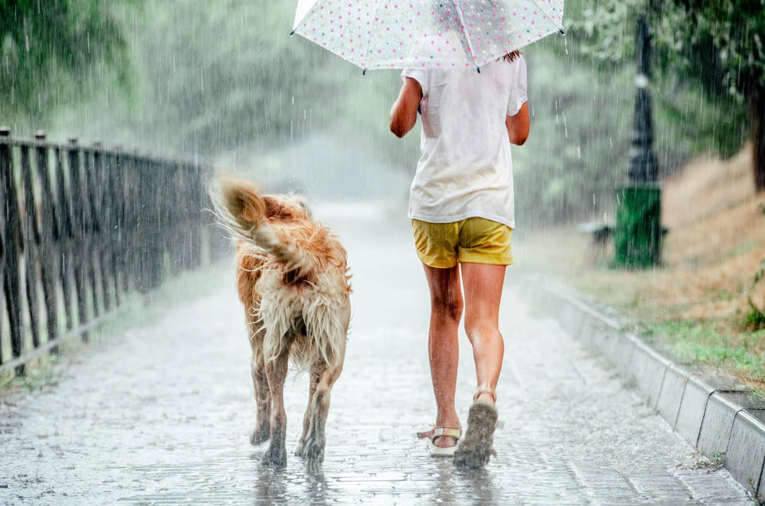 Monsoon Superfoods for Dogs: Boosting Immunity Naturally