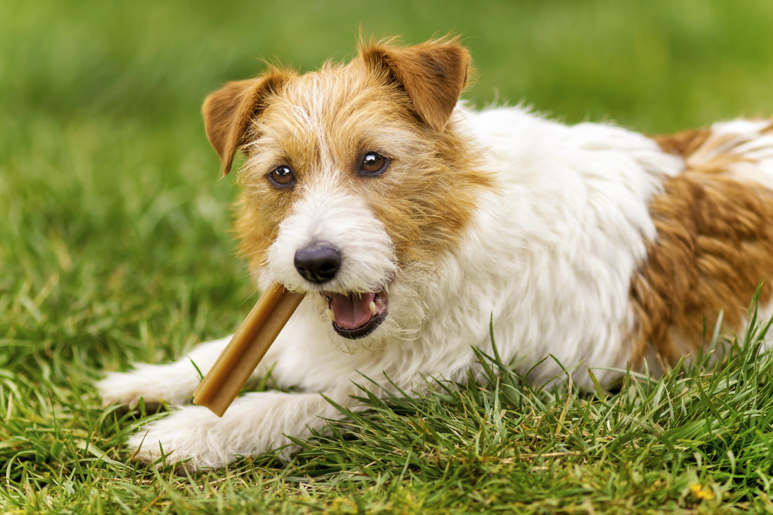 Transforming Your Dog's Dental Health with Fullr Dental Treats