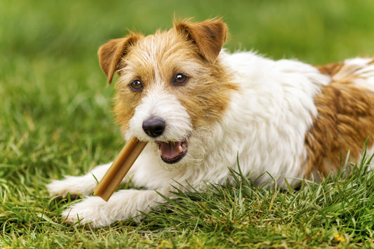 Transforming Your Dog's Dental Health with Fullr Dental Treats