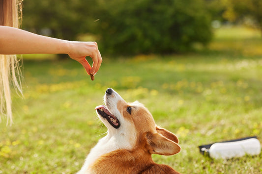 Dog Treats Dos and Don’ts: How We Keep Our Pets Happy and Healthy