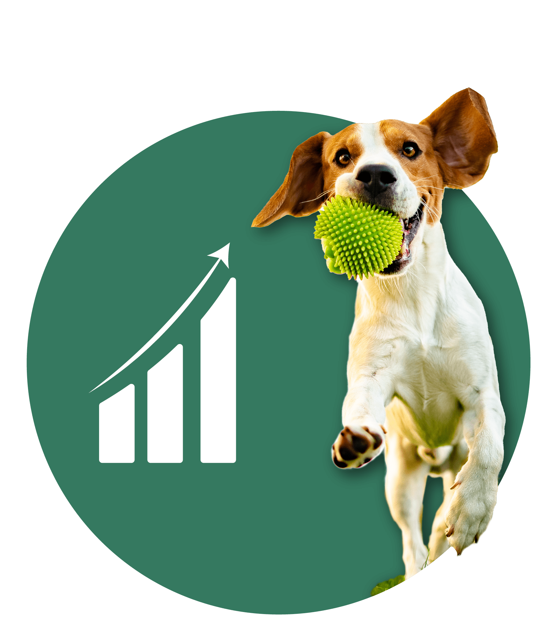 A beagle dog holding a green ball in mouth and jumping forward, beside the beagle there's an icon with an exponential bar graph representing Fuller life. 