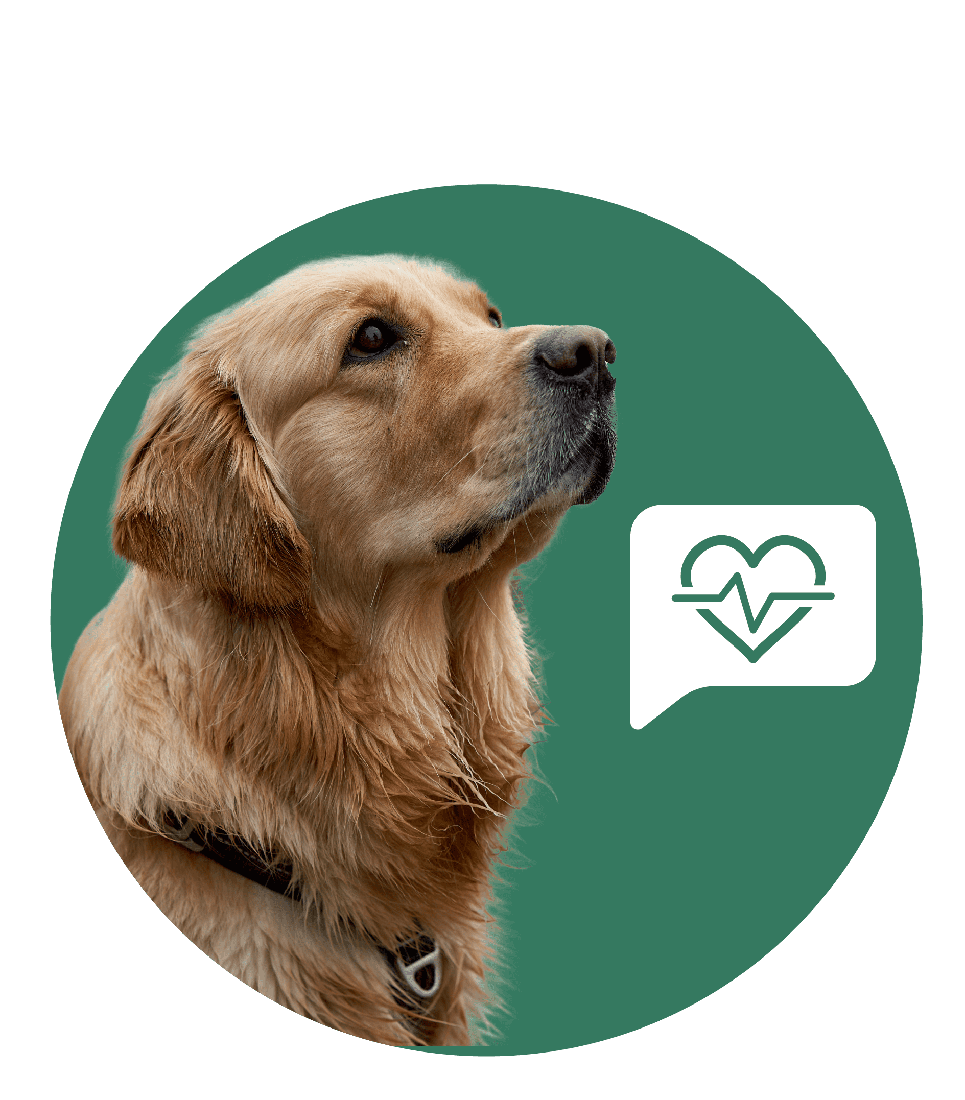 A golden retriever looking up, beside the dog, there's an icon representing health & nutrition.