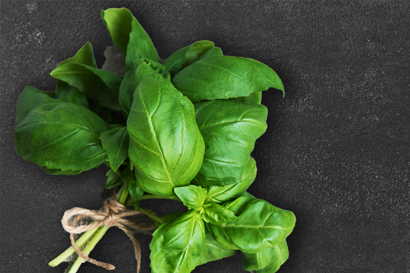 A bunch of fresh basil leaves placed on a black background